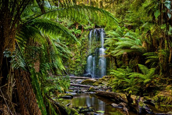 Living in the Rain Forest