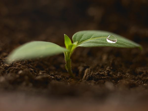 ¿Cómo crece tu jardín?