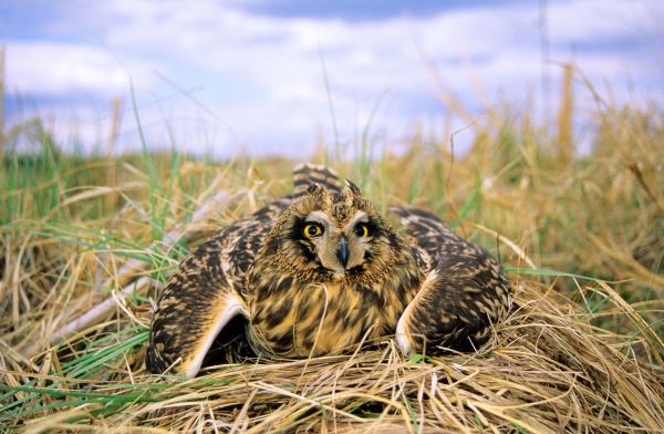 Ciclos de vida de las aves 