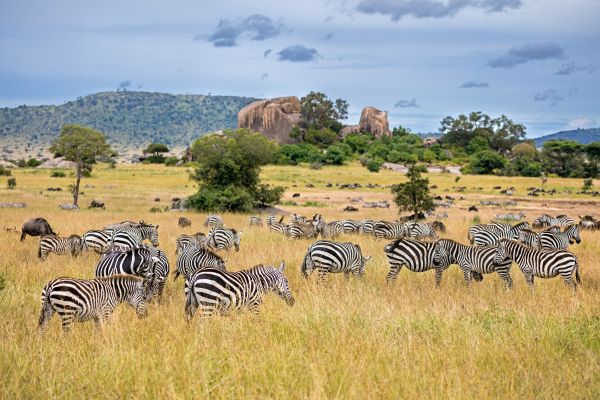 Zebra Stripes