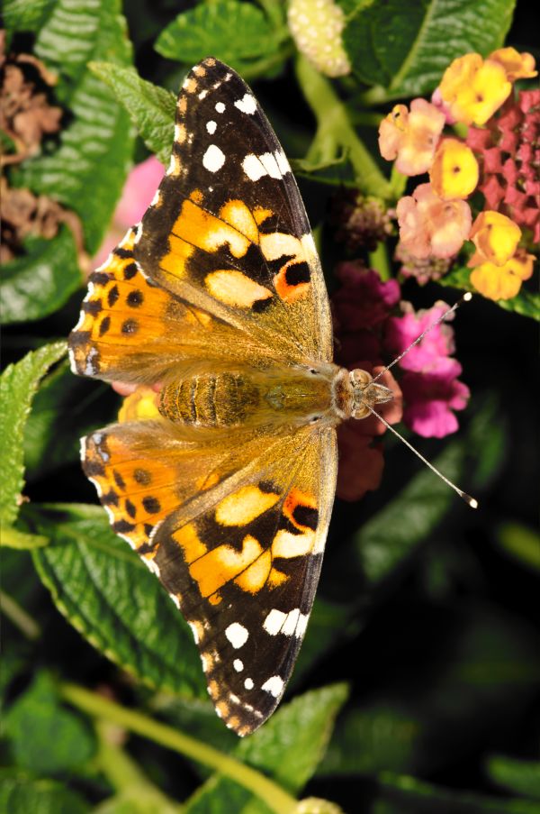 Rasgos de las mariposas