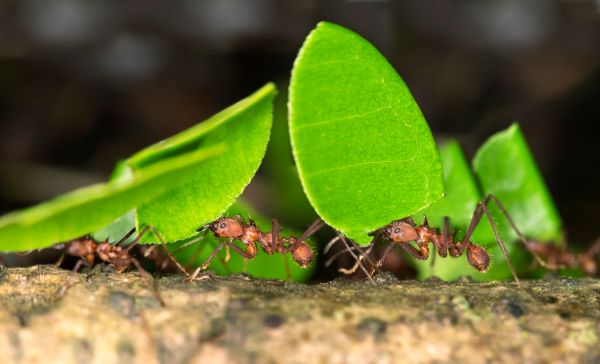 An Ant, Alone