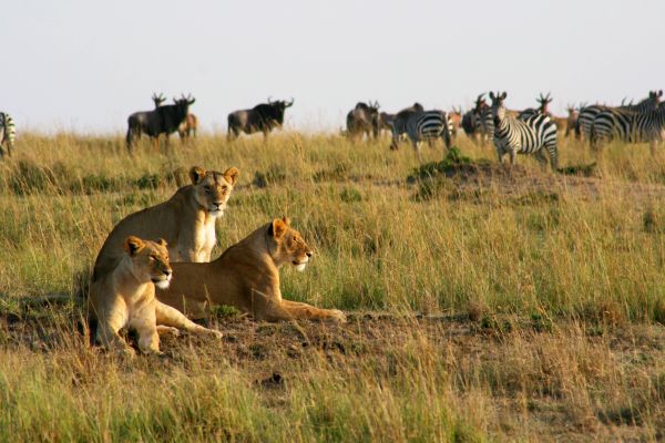 Following the Herd