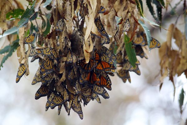 All about Butterflies