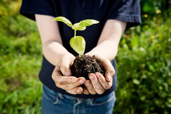 Primer día de datos de las plantas