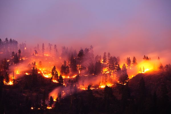 Los incendios forestales