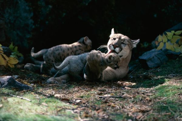 ¿Qué necesitan los animales para crecer y curarse?