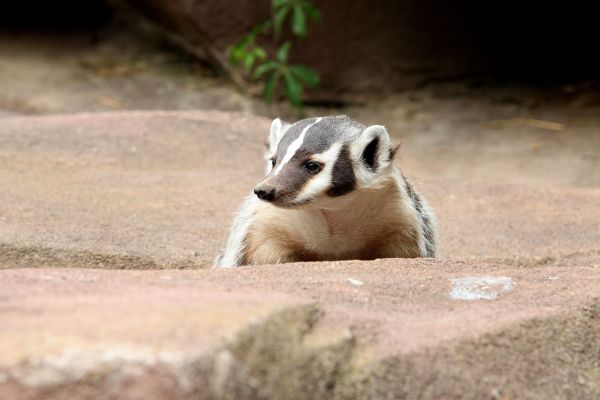 Investigamos de dónde obtienen materia los animales