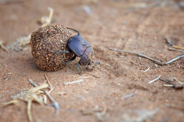 What happens to matter in an ecosystem?