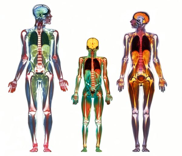 Sistemas del cuerpo humano