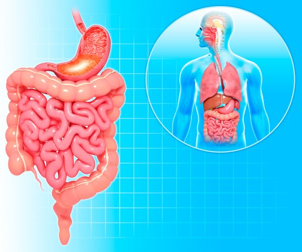 The Digestive System