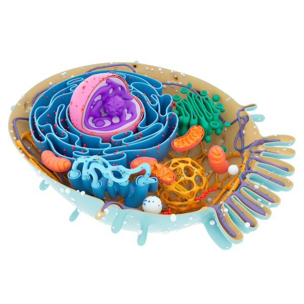 Cell Parts