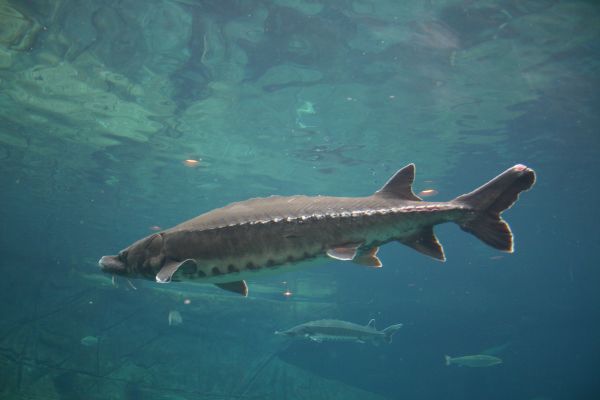 Spinner Dolphins