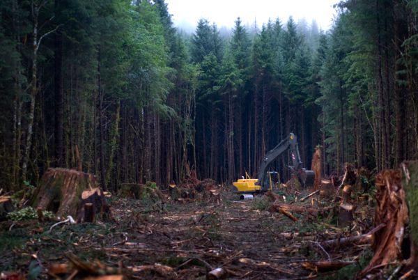 Where Are the Forests?