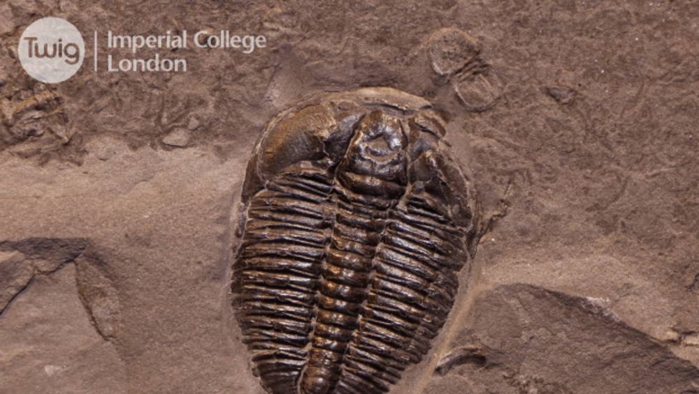 About fossil shop