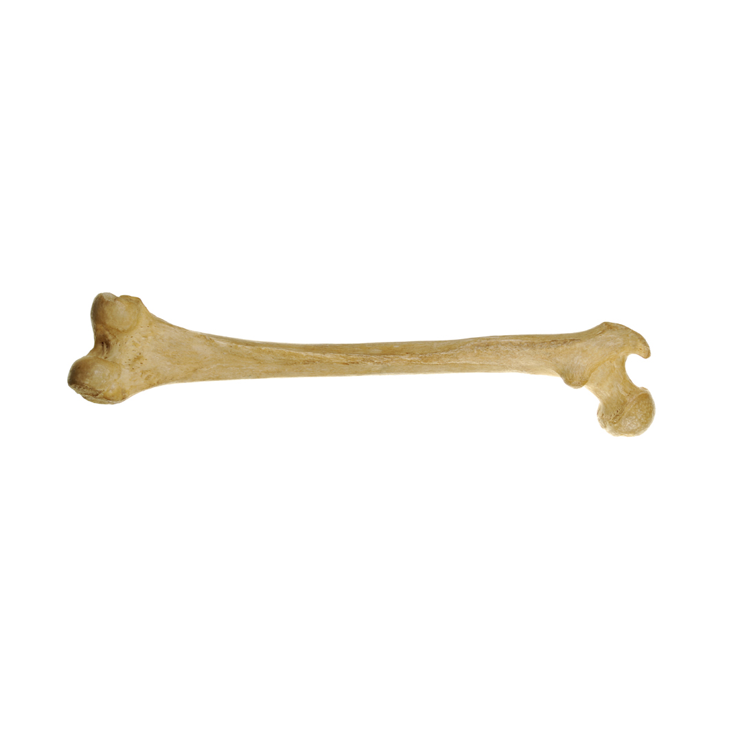Follow the Bone! Game