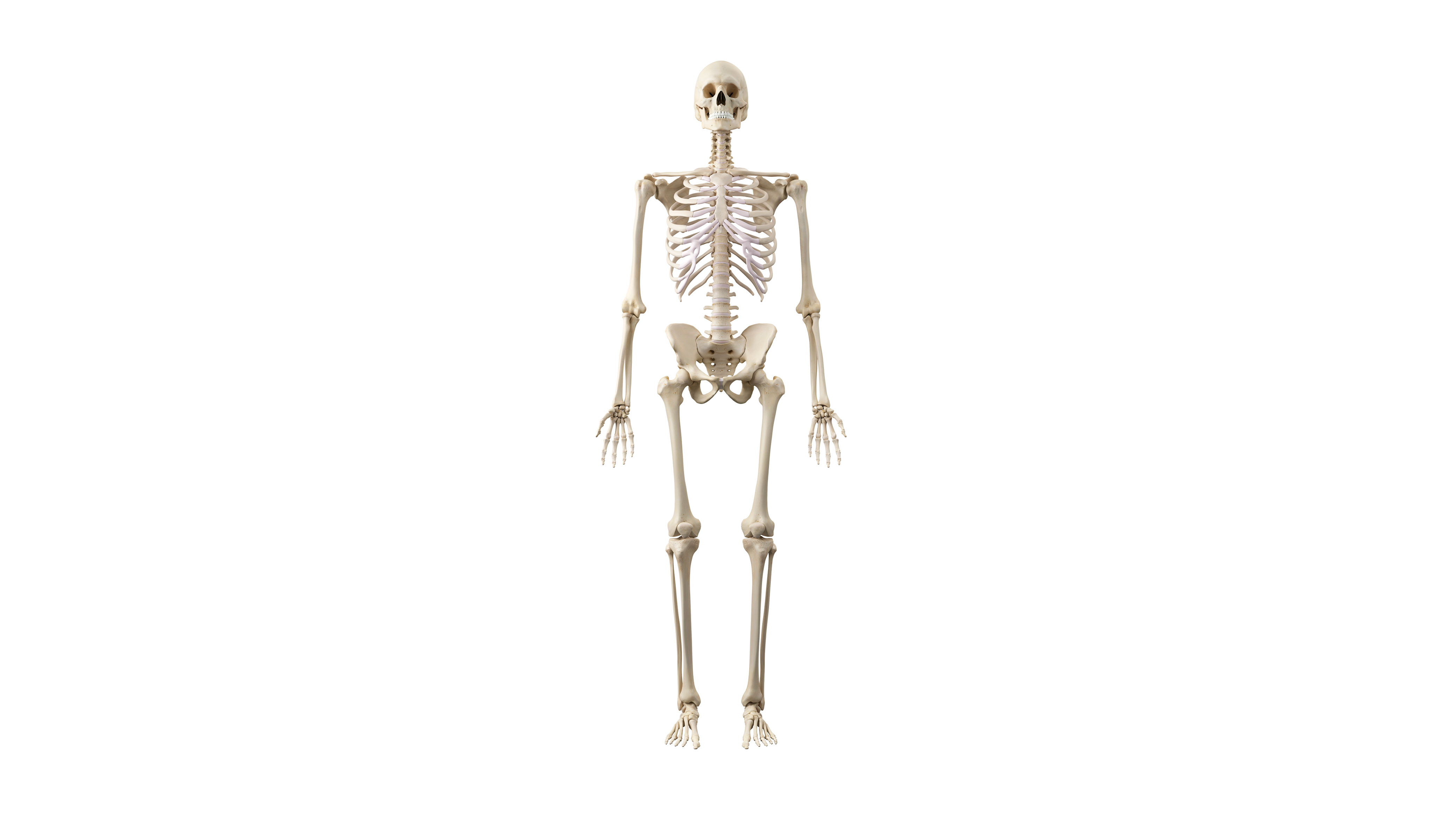 Skeleton visual