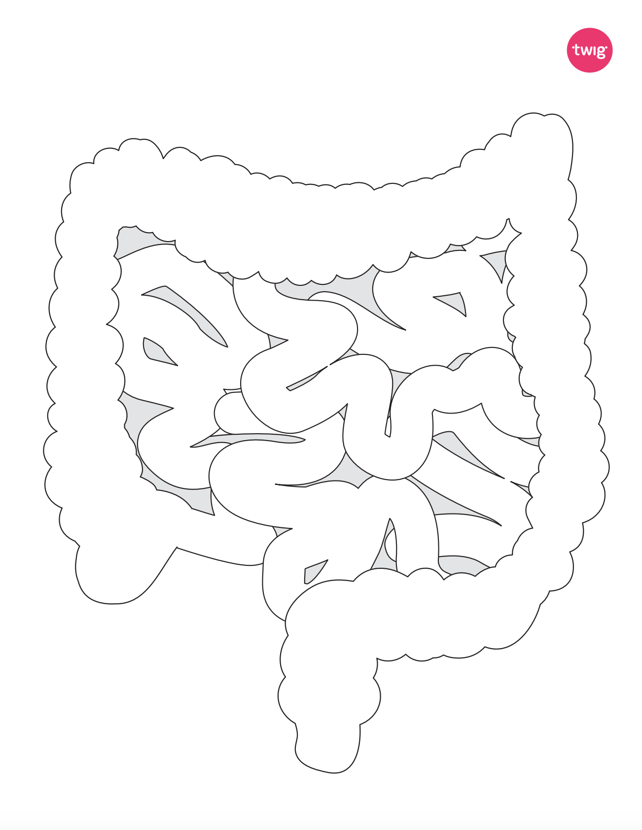 Intestines cutout