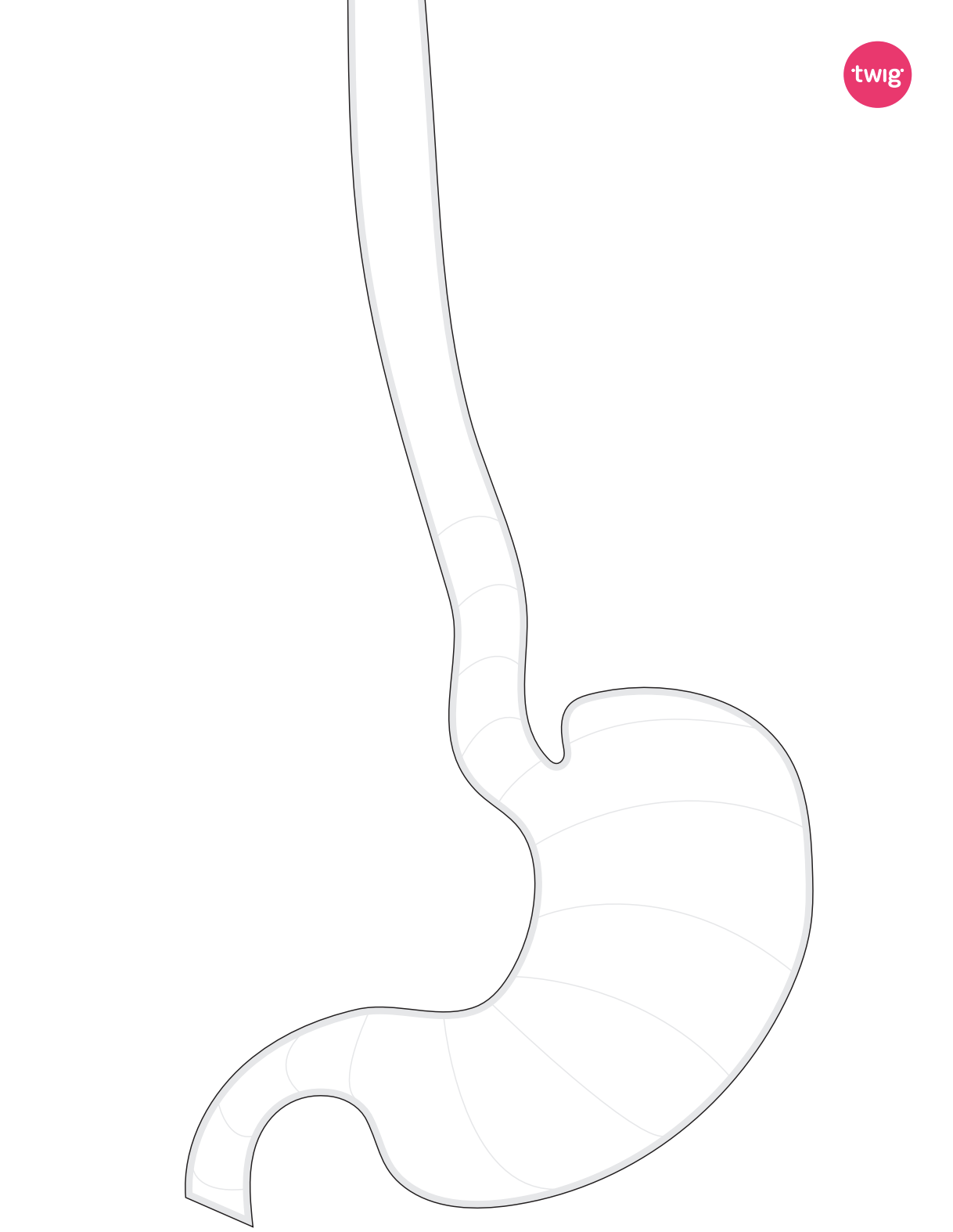 Stomach cutout