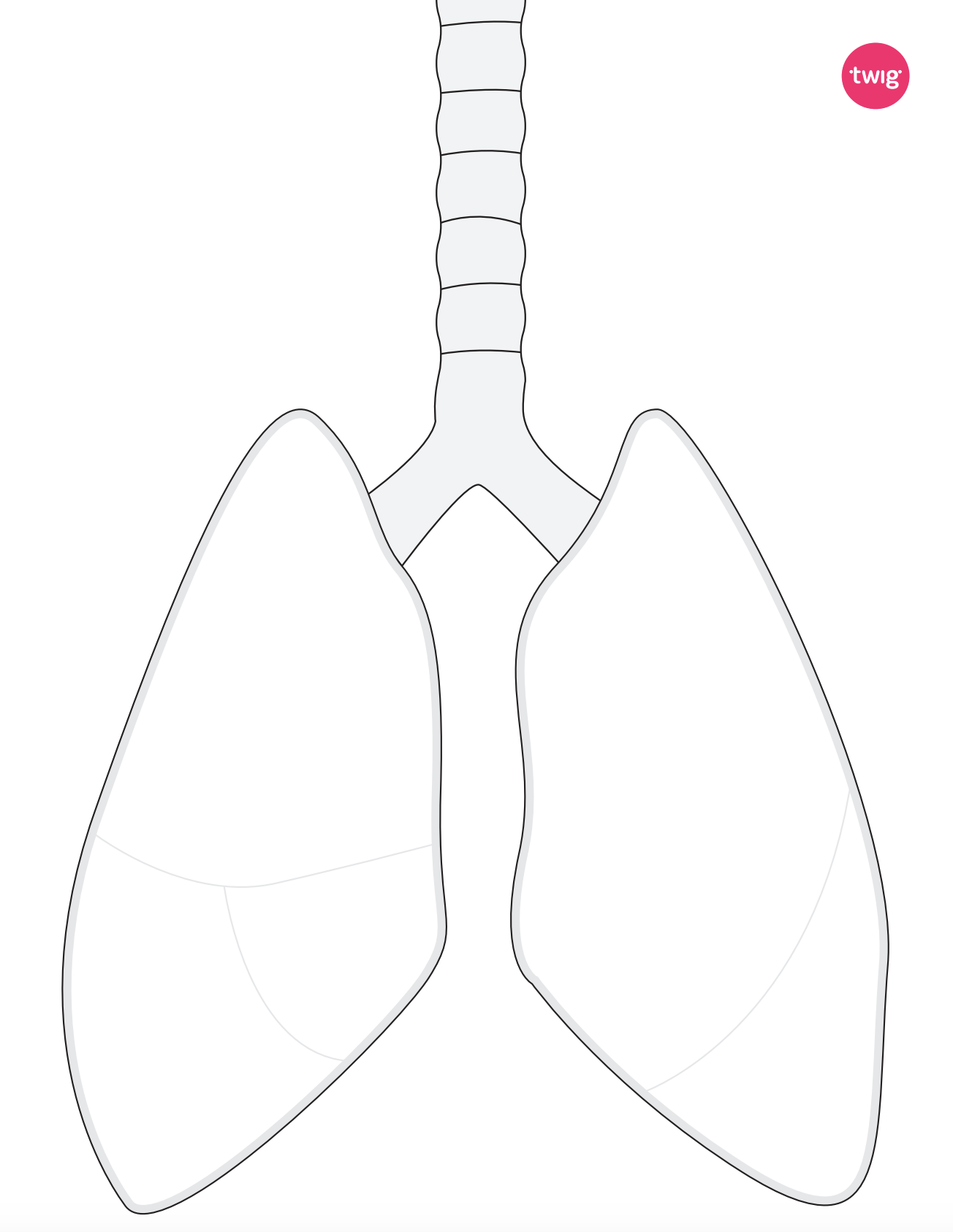 Lungs cutout