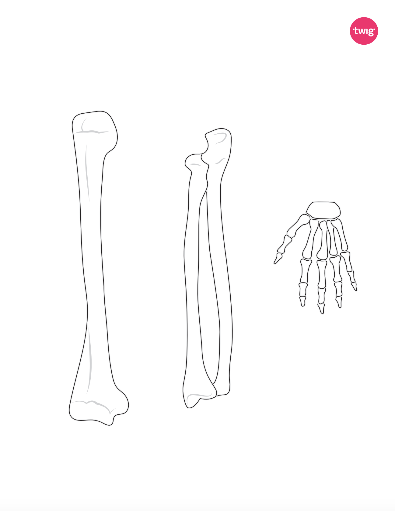 Left Arm Bones cutout