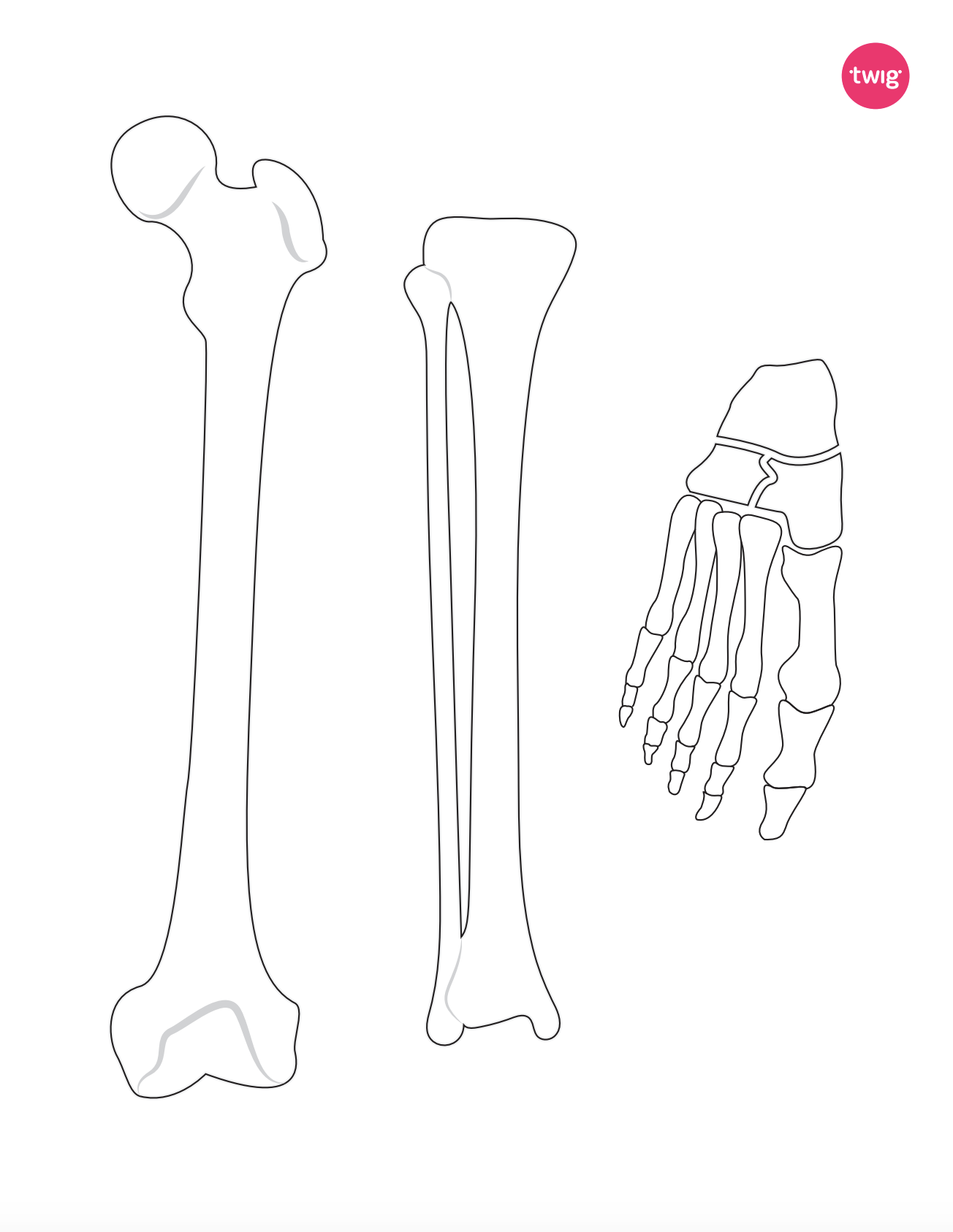 Left Leg Bones cutout