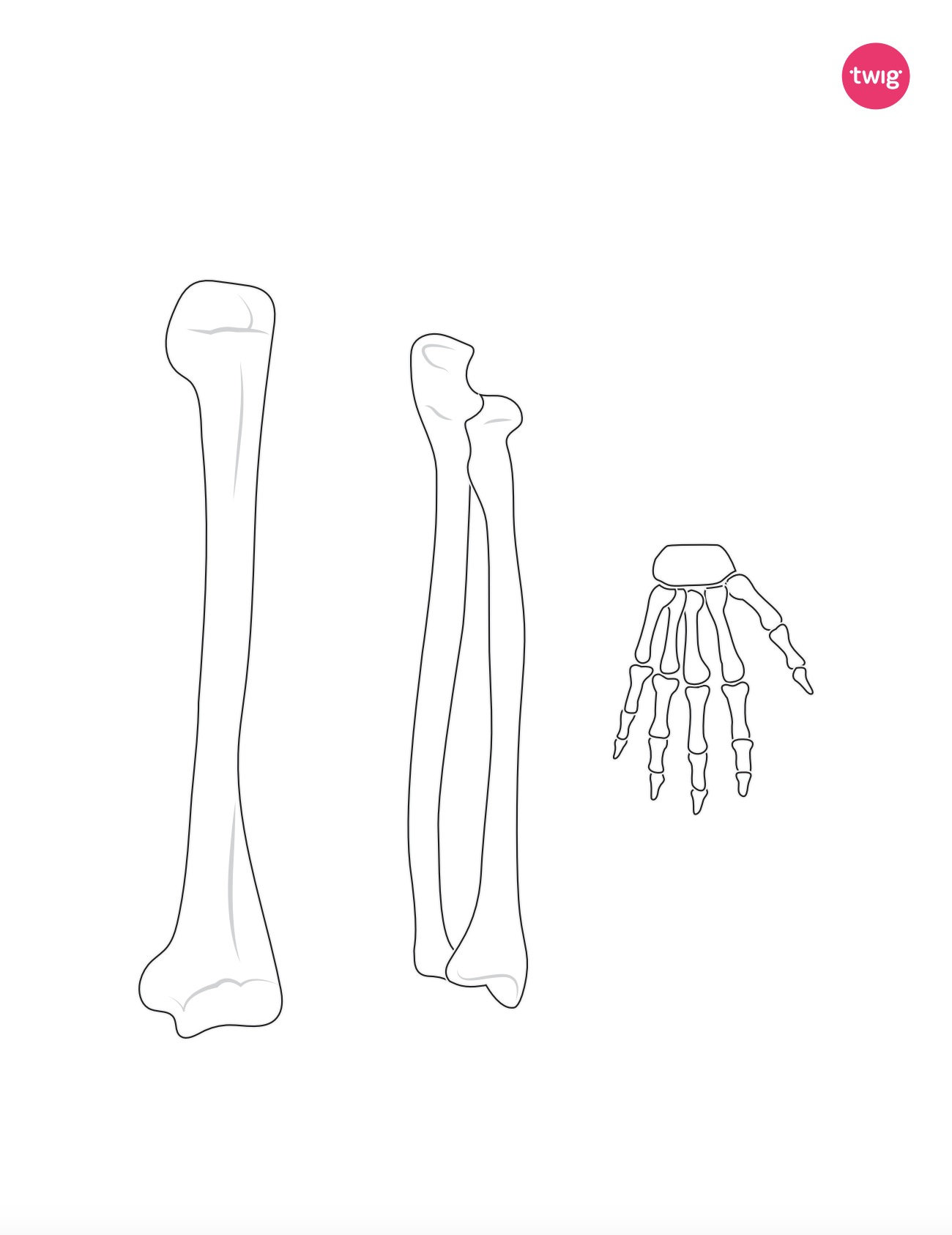 Right Arm Bones cutout