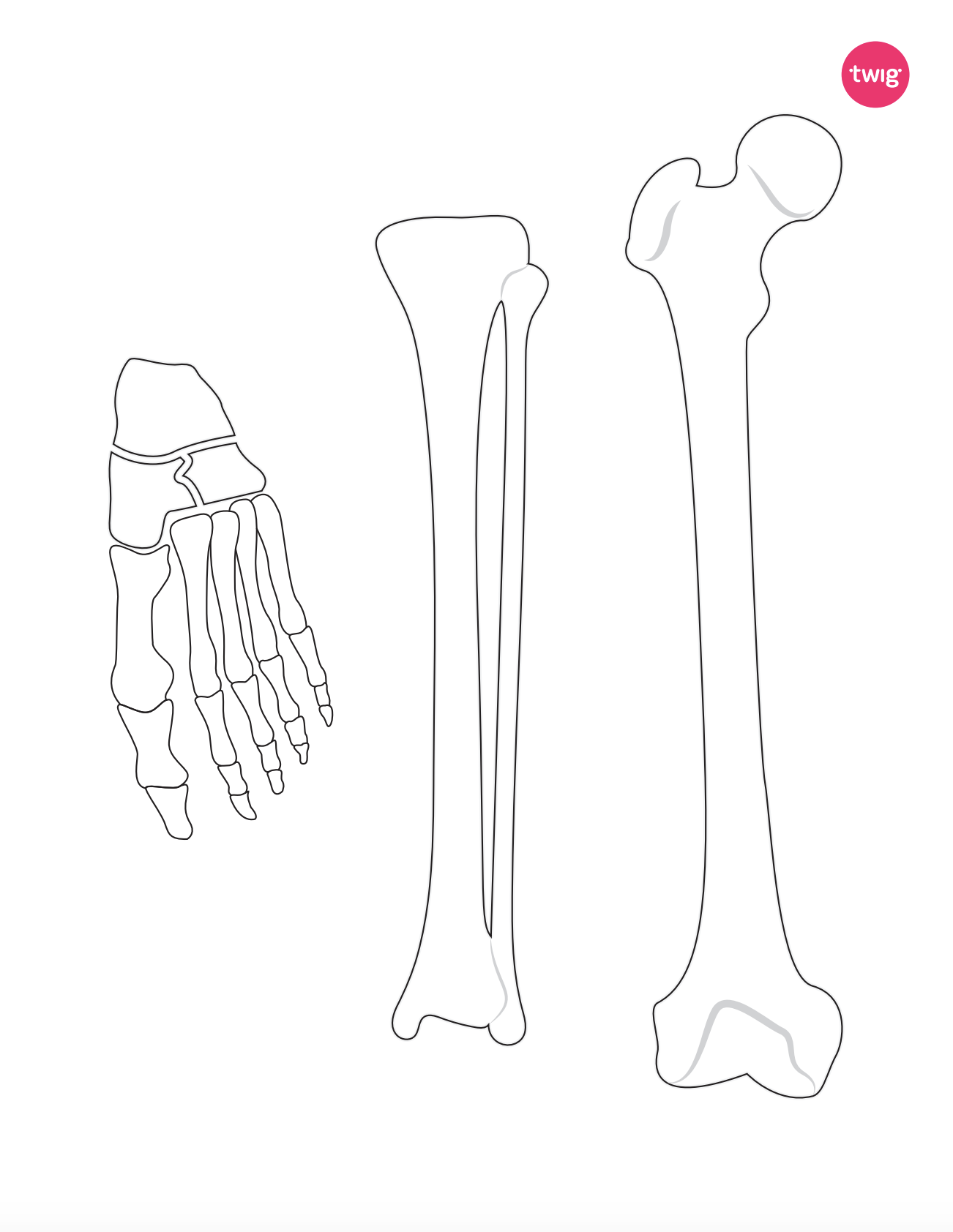 Right Leg Bones cutout