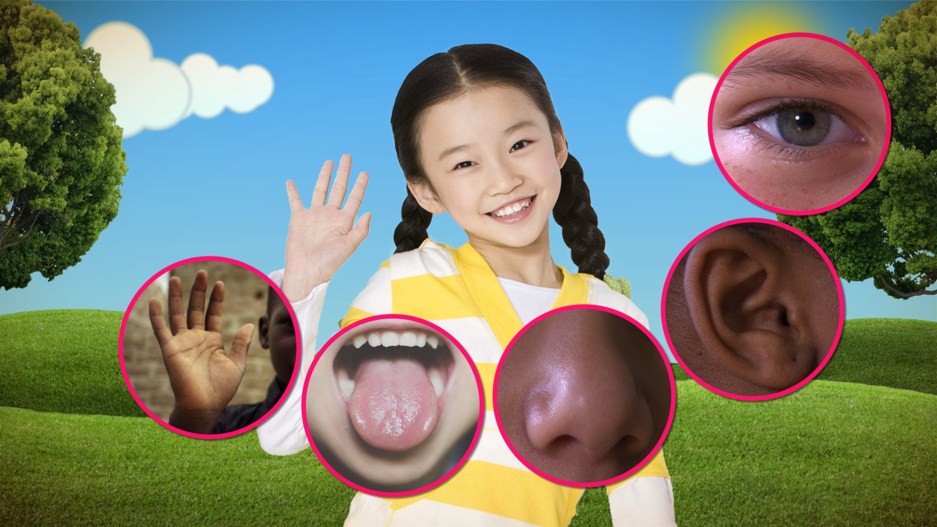 Incredible Brain video