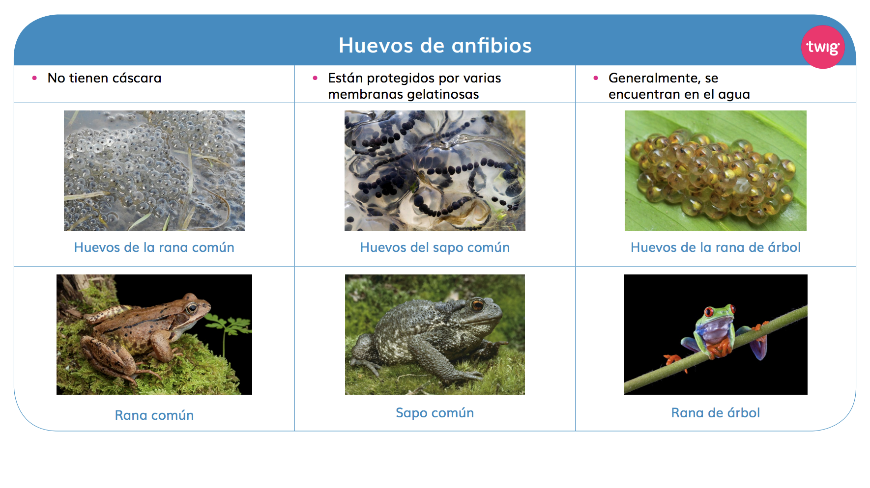 Recurso visual Tarjetas de Huevos y padres: respuestas