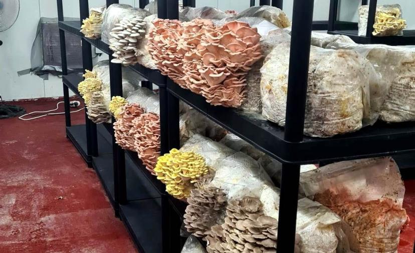 Following the Mushrooms: Tastes, Smells and Medical Secrets from the MUSH-ROOM Farm