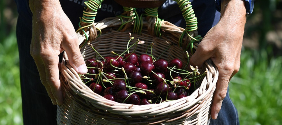 Fruit picking Fruit picking