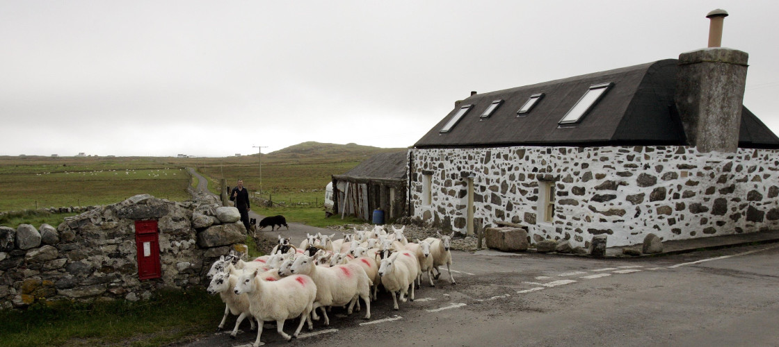 A Scottish farmer moves Black Face and Cheviot Cross Sheep to fresh grazing. A Scottish farmer moves Black Face and Cheviot Cross Sheep to fresh grazing.