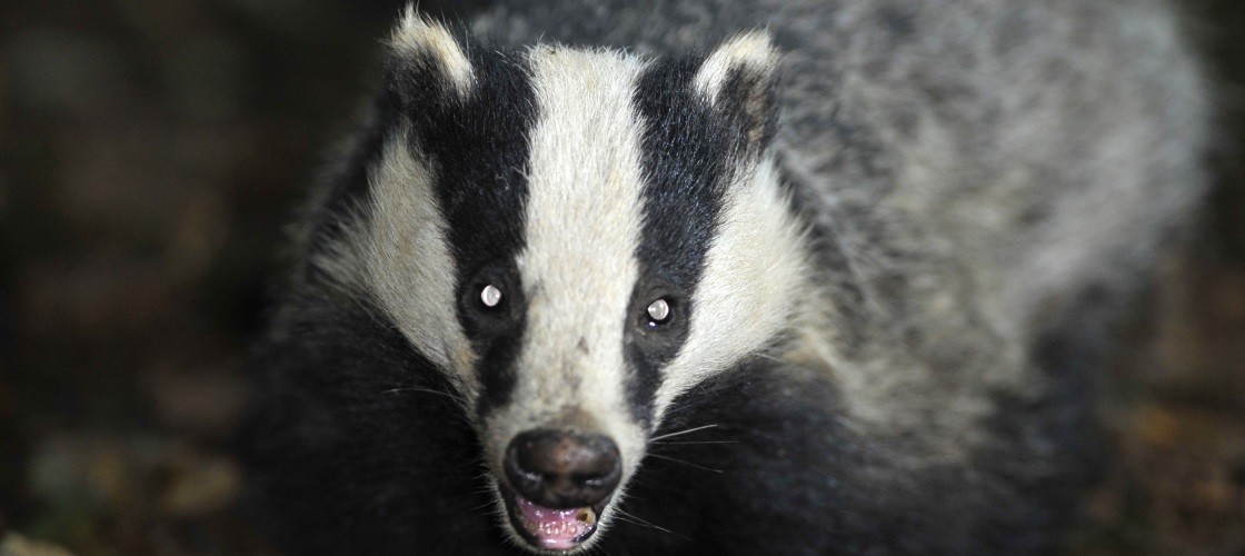 Badger Badger