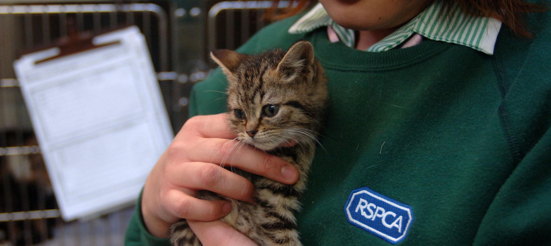 cat protection, rspca, animal cruelty, animal
