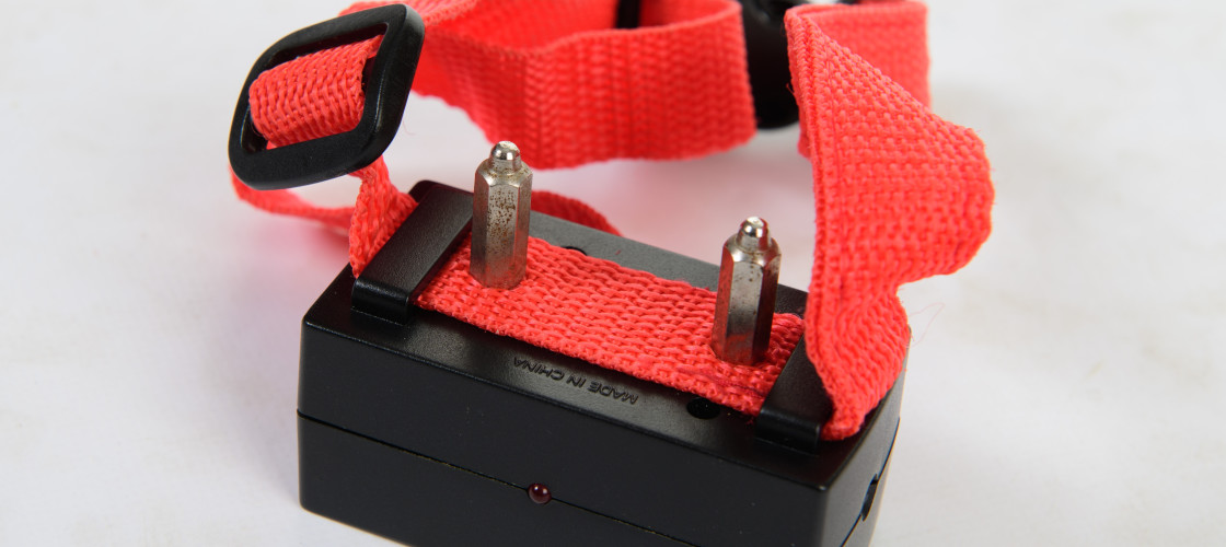 Electronic shock collars Shockingly still legal says Dogs Trust