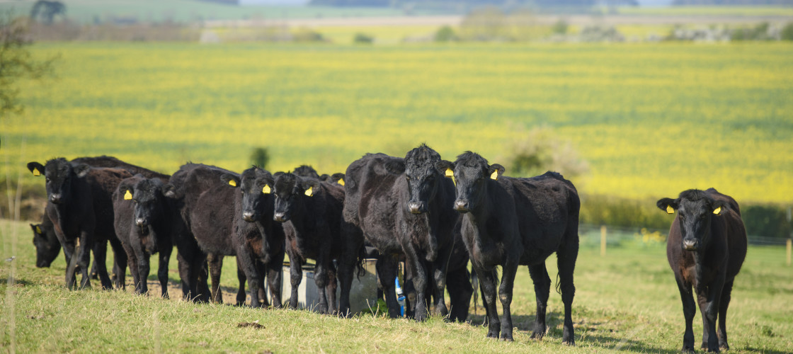 The fringe meeting discussed the proposed scheme to replace the Common Agricultural Policy The fringe meeting discussed the proposed scheme to replace the Common Agricultural Policy
