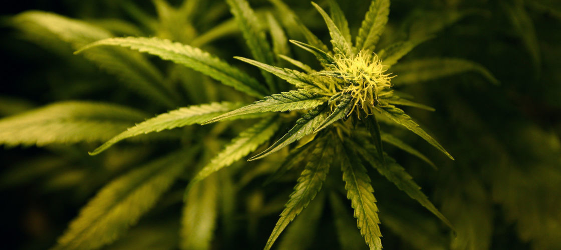 Cannabis