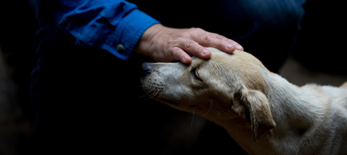Vet pets ill dog. Vet with dog