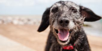 Hot dogs: pets under threat as temperatures soar