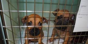 Ideal Queen's Speech: Prioritise pet health and welfare over profit