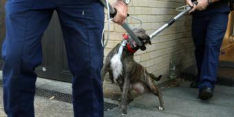 Compulsory microchipping of dogs is not enough