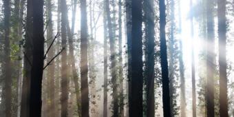 Ideal Queen's Speech: Establish new public forest estate management body
