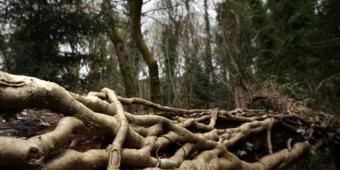 Retaining public support for forests is 'vital'