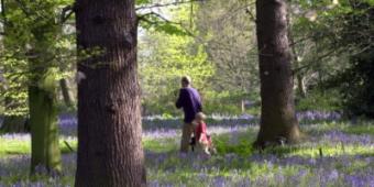Delivering a brighter future for the nation's forests