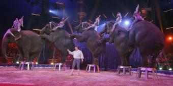Vets delighted by circus animal ban