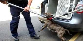 Government 'not done enough' on dangerous dogs