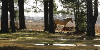 Delight as forests to remain in public hands