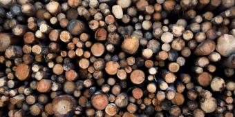 Biomass subsidies are distorting the market