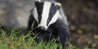 Vets back second badger cull